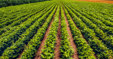 Como o Brasil bateu recorde de produção sem aumentar a área cultivada.