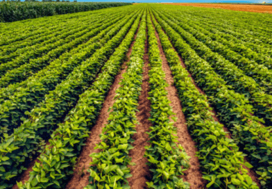Como o Brasil bateu recorde de produção sem aumentar a área cultivada.