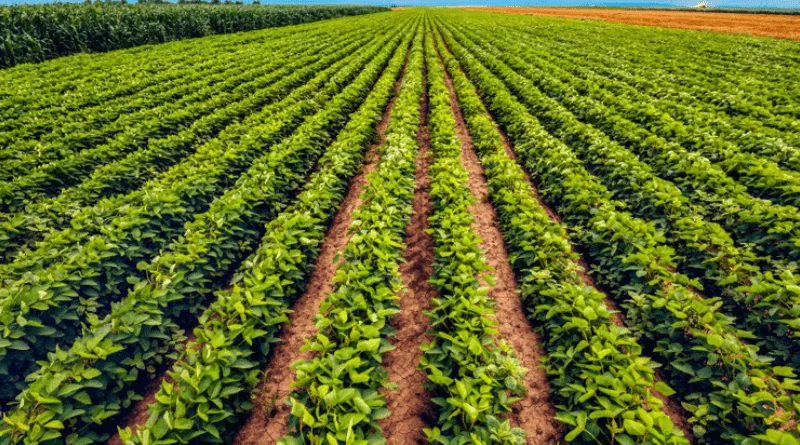 Como o Brasil bateu recorde de produção sem aumentar a área cultivada.