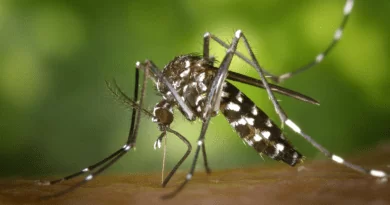 Governos de Goiás e do DF lançam ação contra ‘Aedes’ em Luziânia