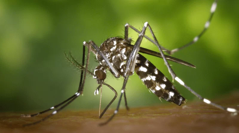 Governos de Goiás e do DF lançam ação contra ‘Aedes’ em Luziânia