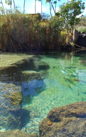 O que são piscinas biológicas e como elas se tornaram febre no Brasil?