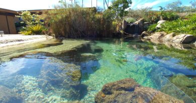 O que são piscinas biológicas e como elas se tornaram febre no Brasil?